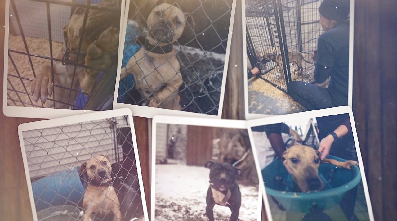 More than 130 dogs saved during massive dogfighting bust in Detroit area