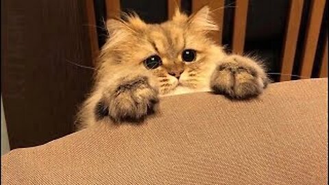 FUNNY CATS 2023 & OTHER ANIMALS / 10 MINUTES OF LAUGHTER / FUNNY ANIMALS 2023 / BEST CAT FUNNY