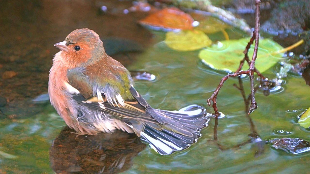 Young Male Chaffinch Taking His Turn Bathing in the Dark Forest Puddle