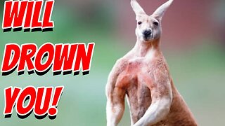 How Dangerous Are Kangaroos!