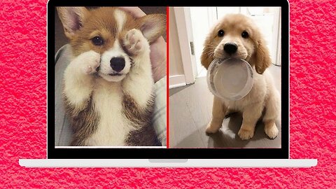 ute And Funny Pet Videos Compilation #5 ♥ Baby Dog Videos