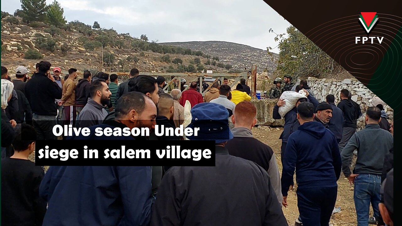 Olive Season Under Siege in Salem Village