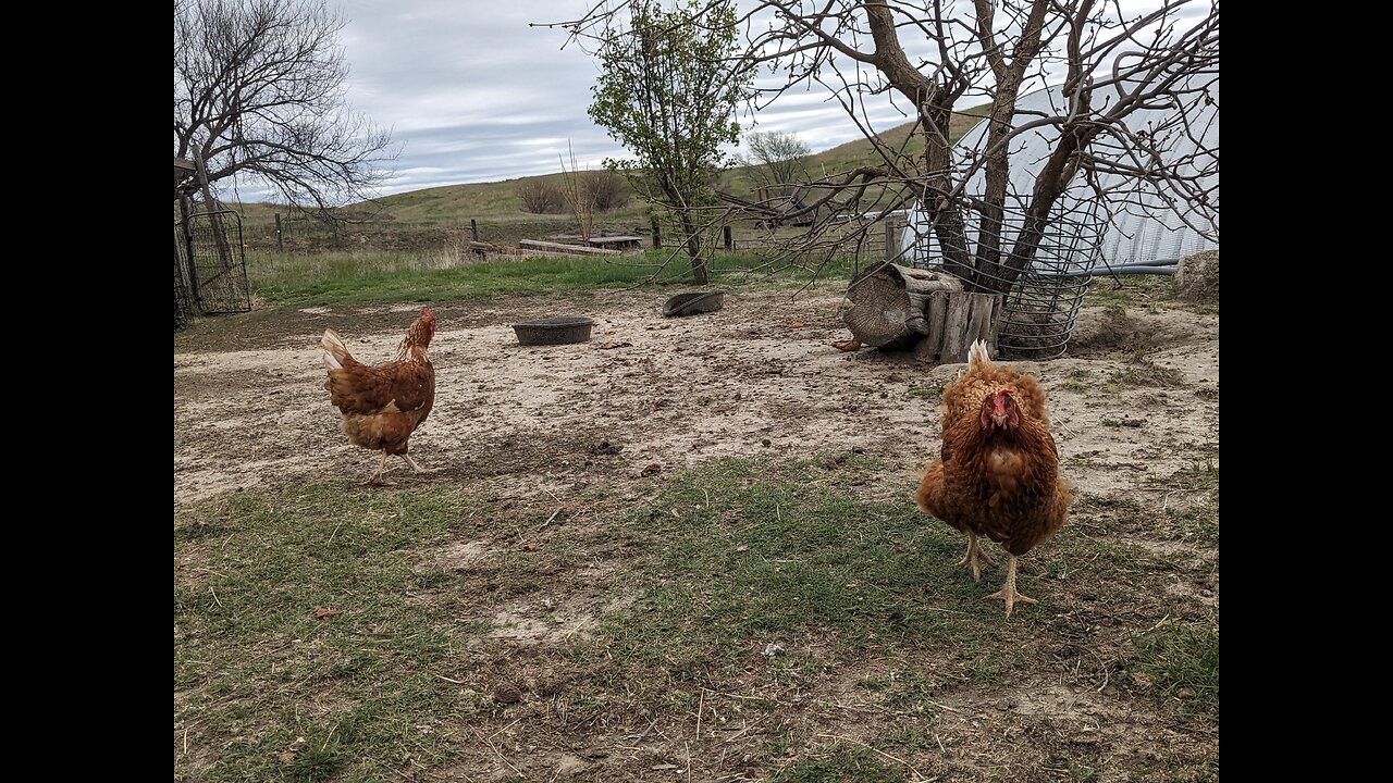 What Colorado should learn from California before setting up Department of Animal Welfare