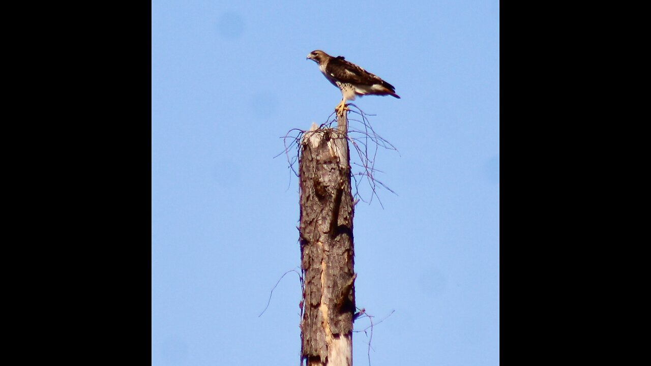 Beautiful red tail hawk guards it’s nest