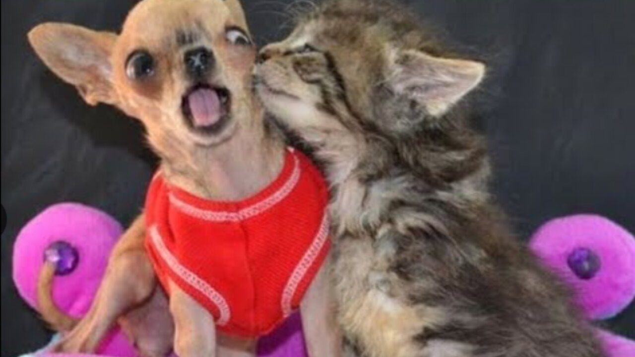 Funniest Animals 2023 π Funny Dogs and Cats Videos πΊπΆ