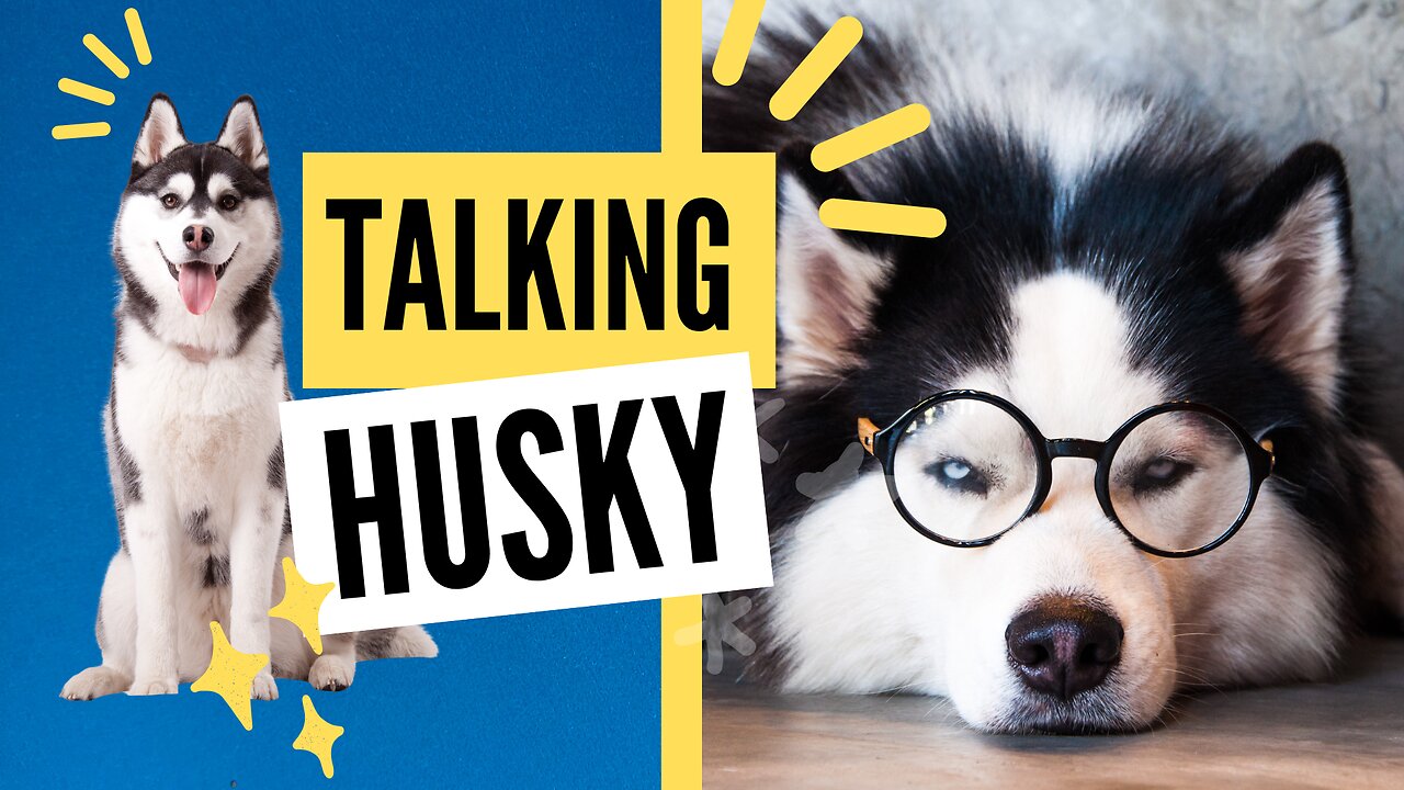 Talking husky - the dog with the voice