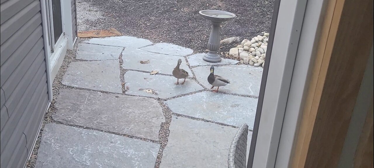 The ducks come to the back door