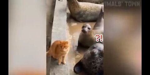 cat funny video/ dog funny video