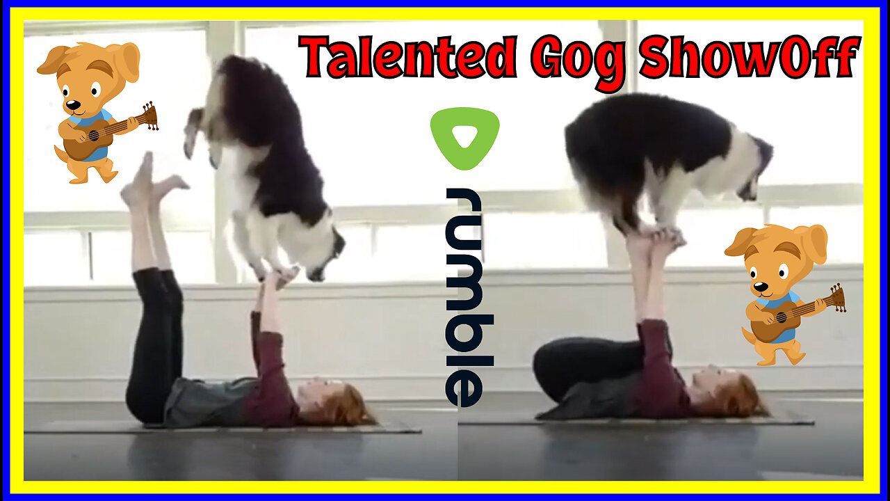 Cute dog showoff his Balance ❤️ Watch Now!