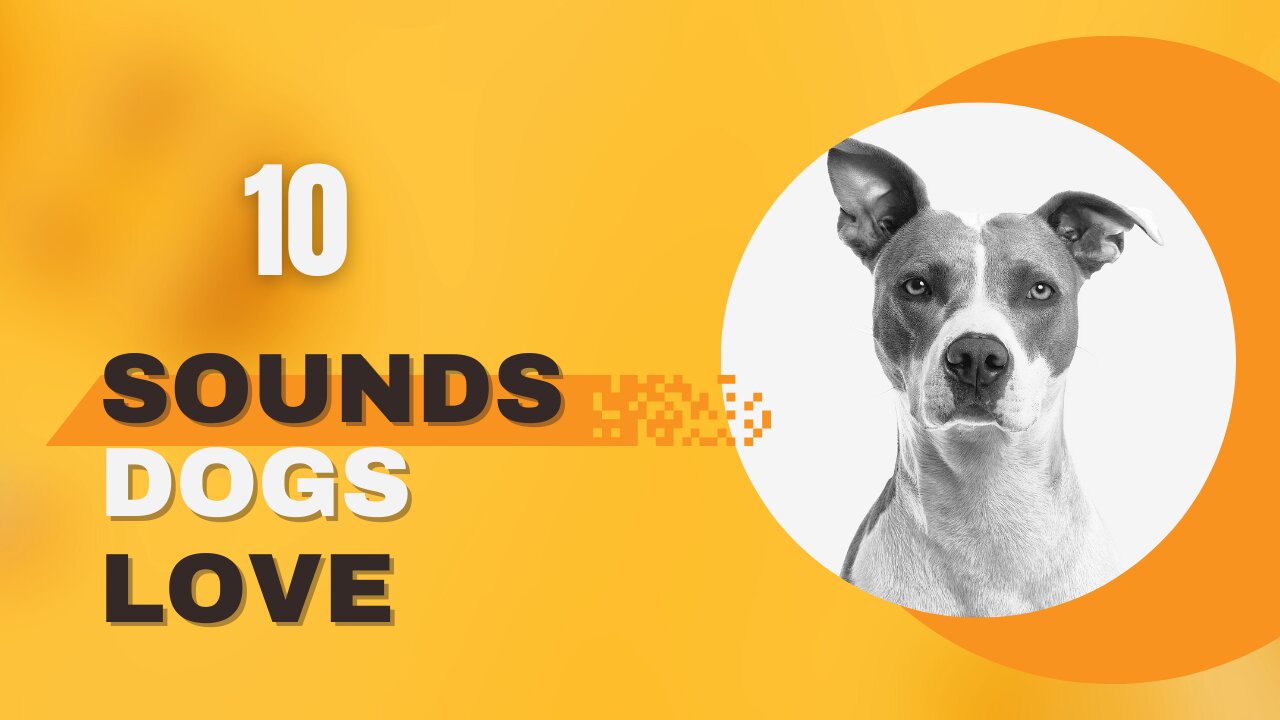 10 Sounds Dogs Love To Hear The Most