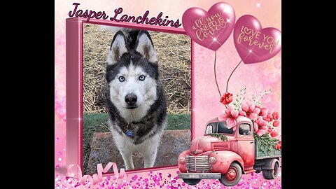 My Husky, My Best Friend - Valentine's Day 2023