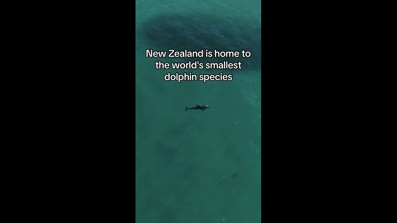 Fun Fact About New Zealand Dolphins