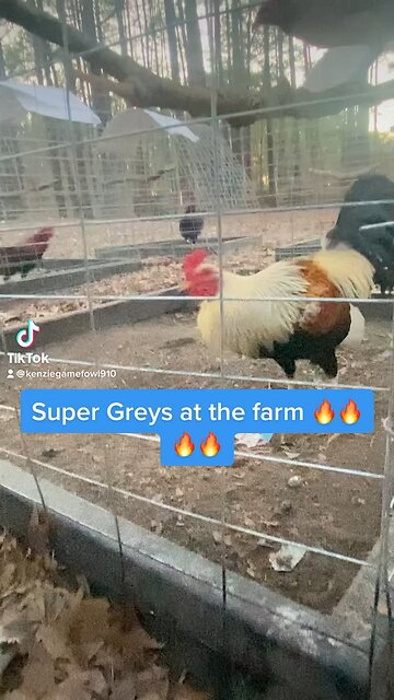Super Greys at Kenzie Gamefarm