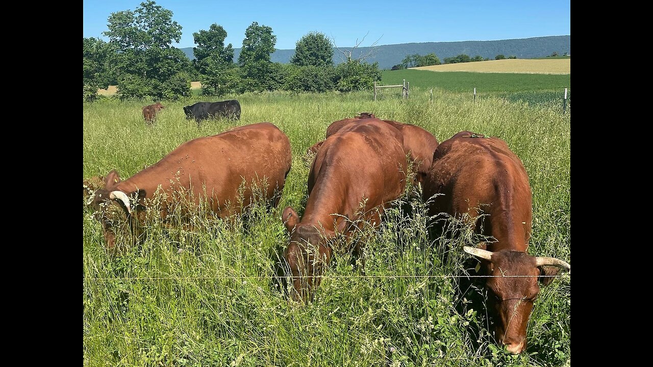 Ben Terry Farm: Our Story... AND Why It's Imperative to Buy Directly From Your Local Organic Farmer