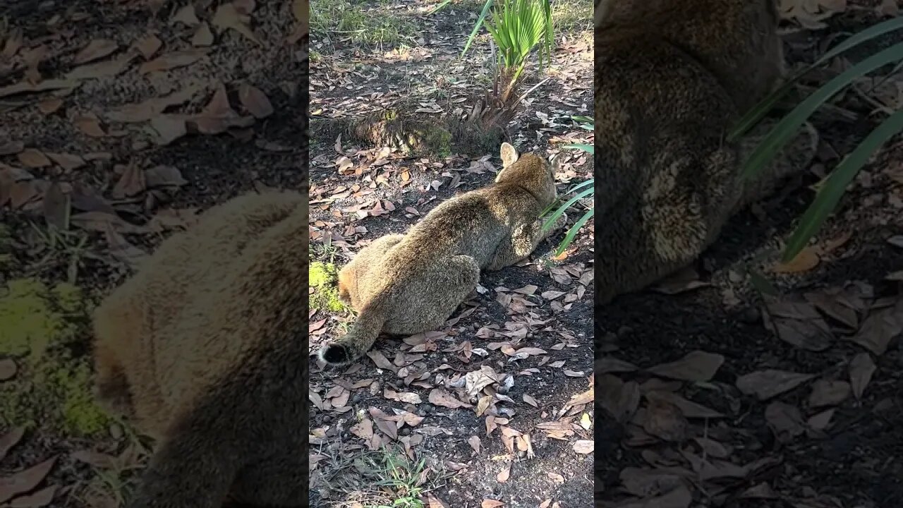 Frankie Bobcat says, "Oh, these spices smell sooo good!"