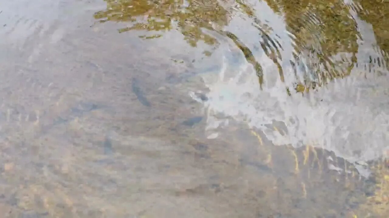 Fish having fun playing in the river. #fish #play #river #fun