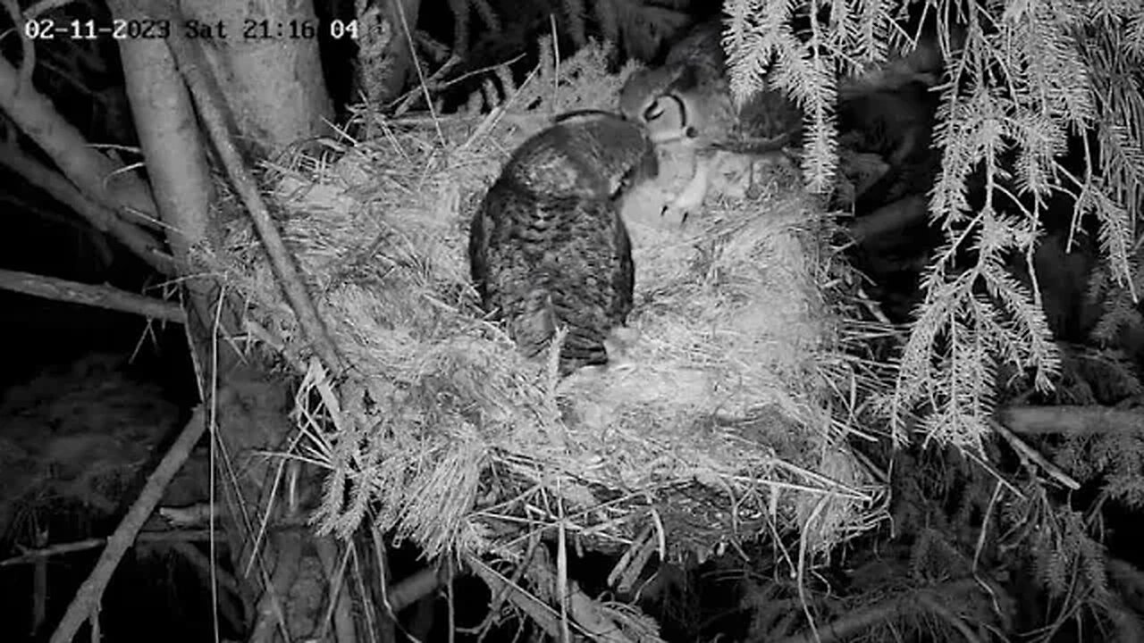 Albert Brings Ellie Prey to The Nest 🦉 02/11/23 21:14