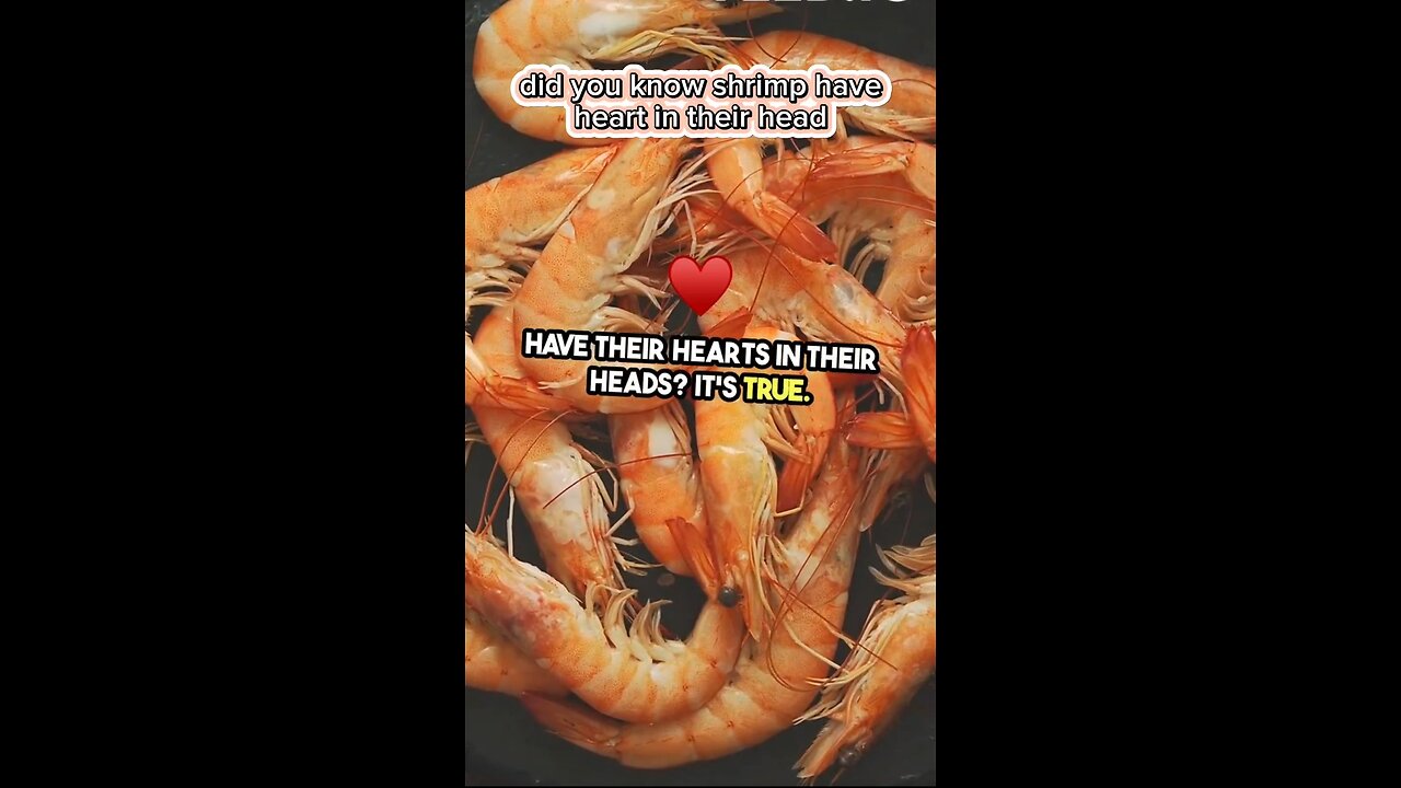 Did you know Shrimp have heart in their head