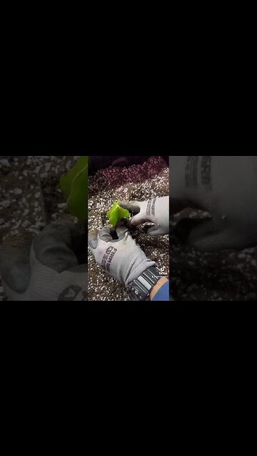 How To Root Dragon Fruit Cuttings!!