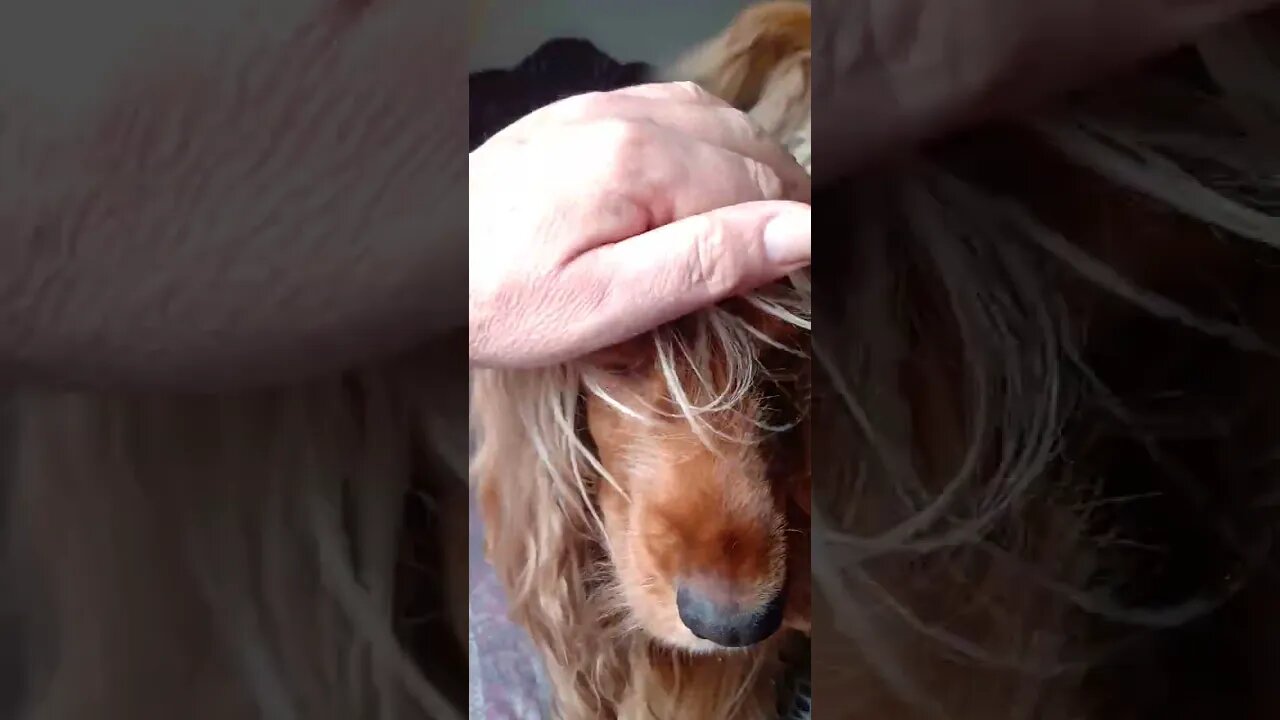 #dogshow , #animals , #dogs , #shorts