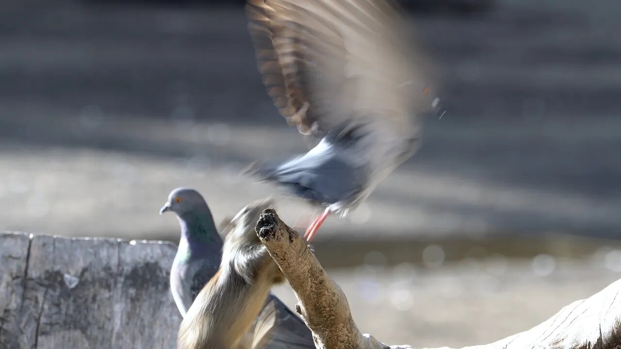 CatTV: squirrel vs bird