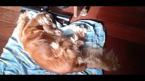 #pets , #animals , #doglife , #dogs , #amocachorro