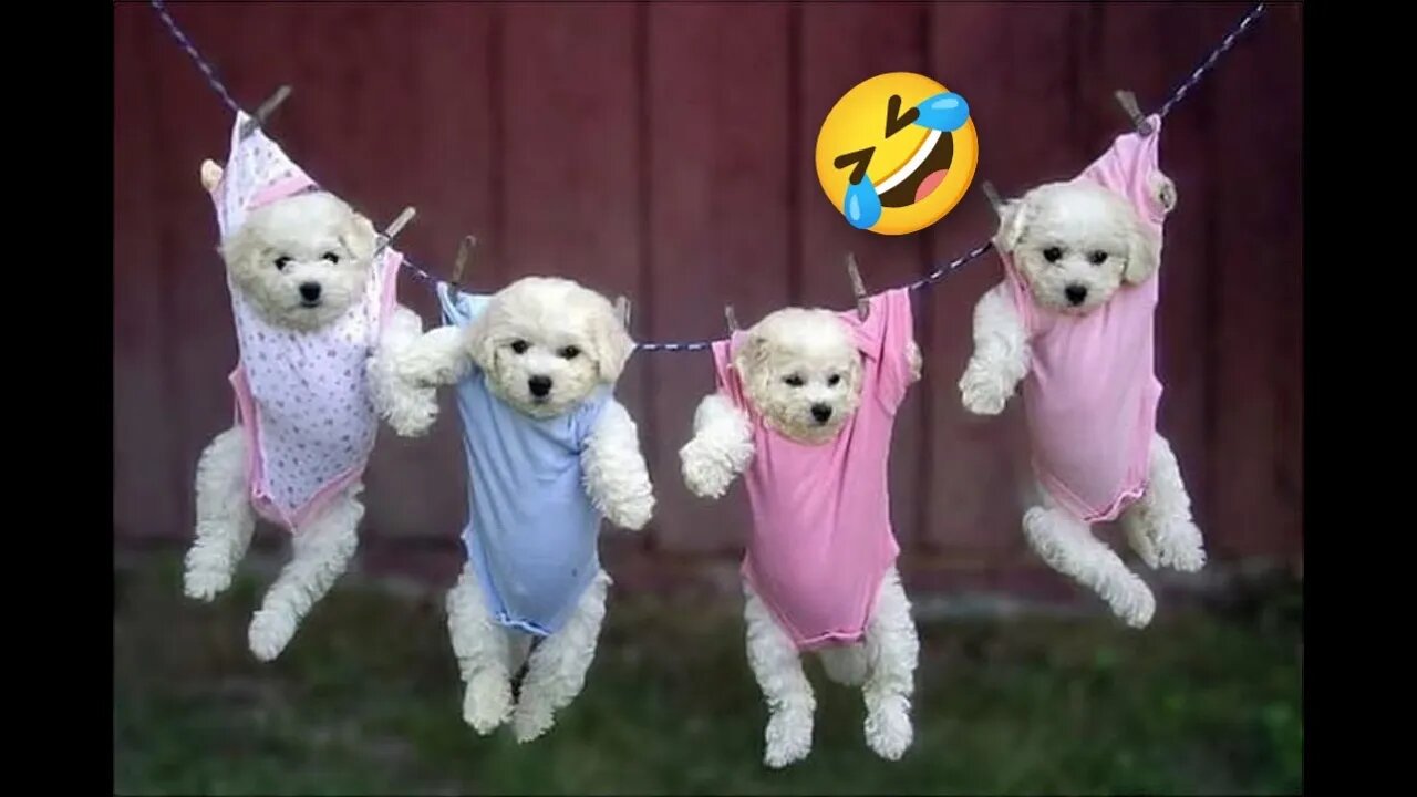 Baby Dogs- lovely and lovely cute videos | WHY ANIMALS...