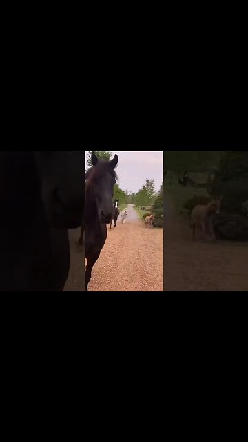 Donkeys and mini horses racing each other