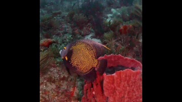 French Angelfish