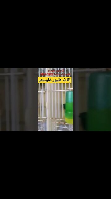 إناث طيور غلوستر كيوت روعة مرحبا