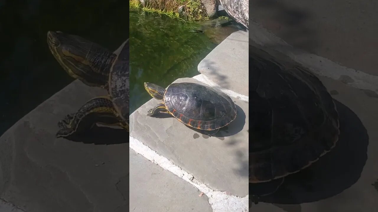 Super cool peacock slider sliding into beautiful koi pond #shorts #turtle