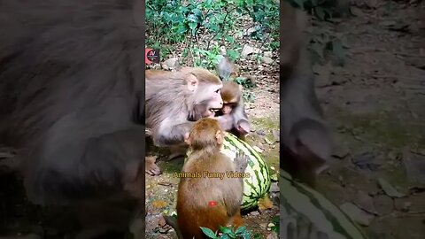 Funny Monkey Loves Watermelon Monkey Eating Cute Monkey Squad Animals Funny Videos #shorts