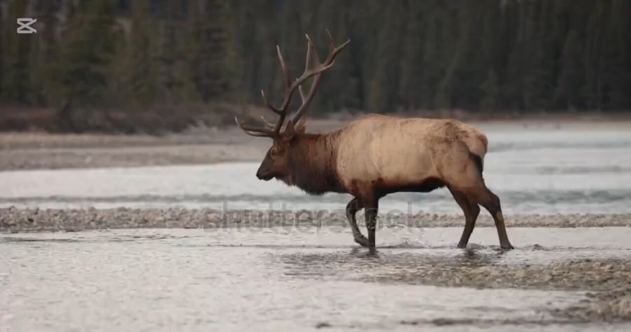 curiosidades sobre los alces