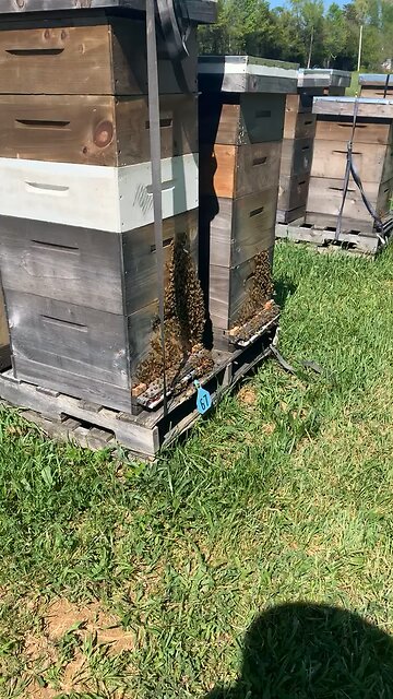 The girls staying cool yesterday 🐝☀️