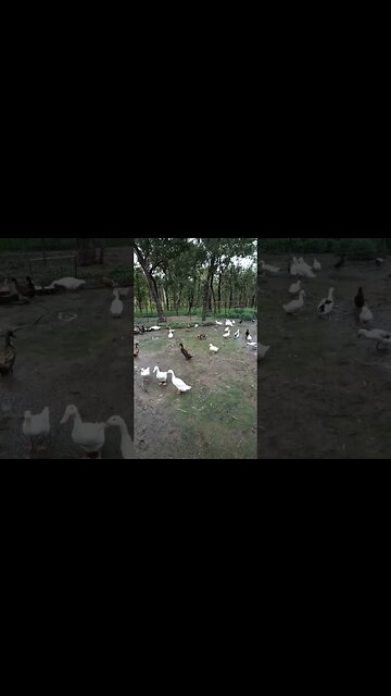 Some Ducks 4th February 2023