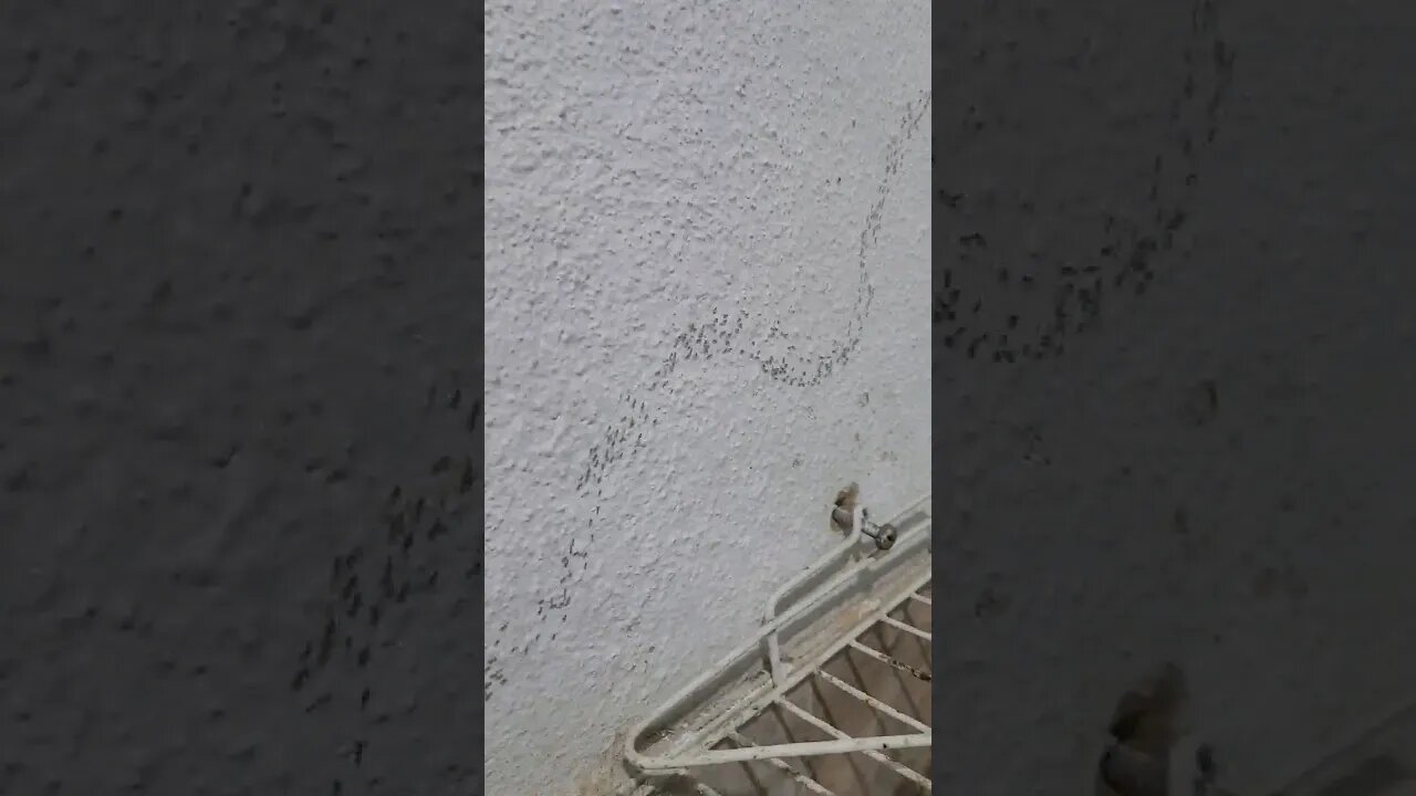 E esse exército de formiga /timelapse😱 #viralshorts #formigas #exército#timelapse #shorts