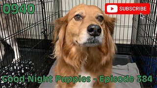 [0940] GOOD NIGHT PUPPIES - EPISODE 384 [#dogs #doggos #doggos #puppies #dogdaycare]