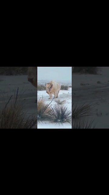 Rare White Bison