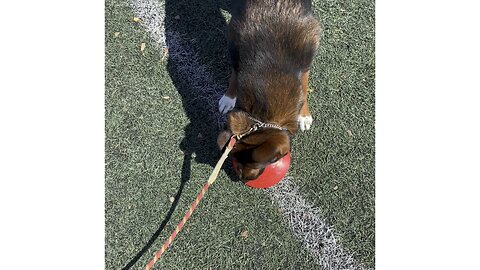 Walking in the park