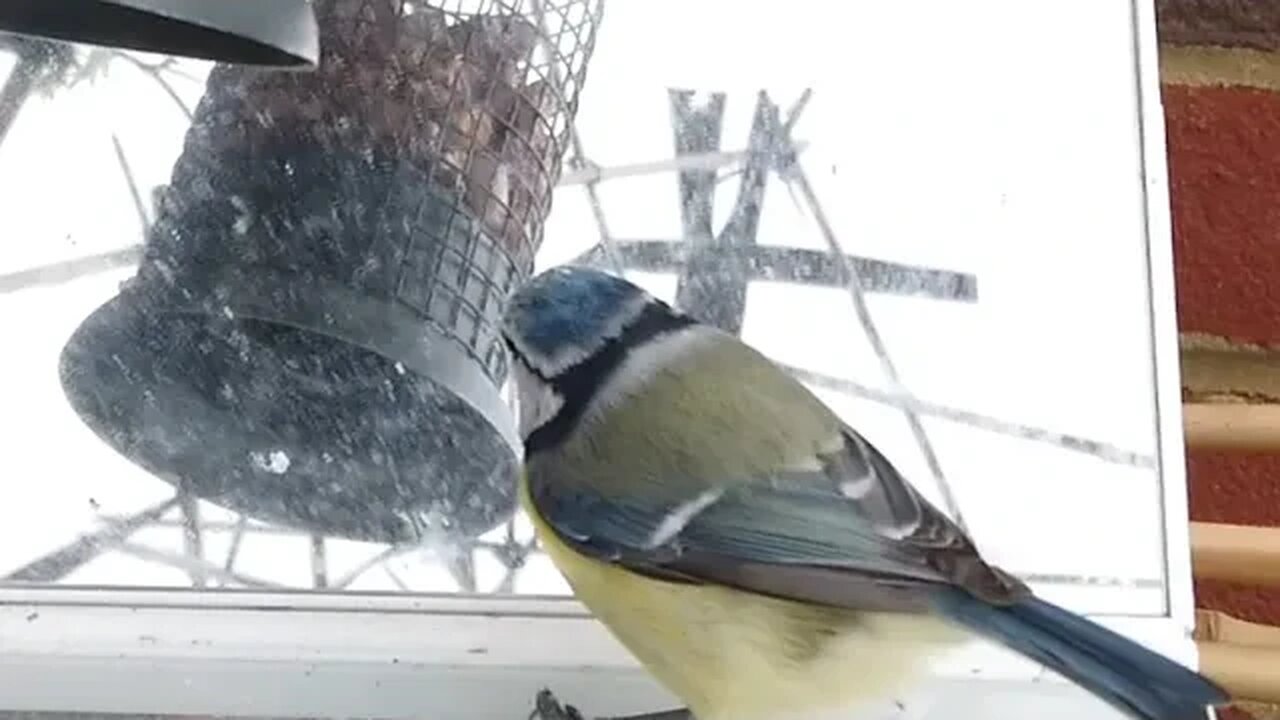 Blue Tits Perplexed by Mirror