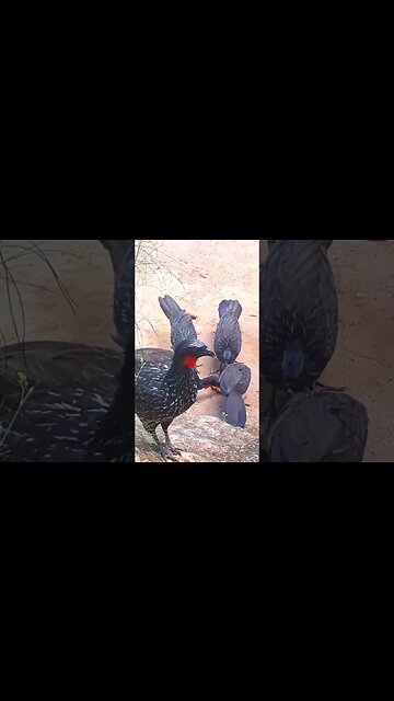 Jacu e seus filhotes com fome em cima da pedra