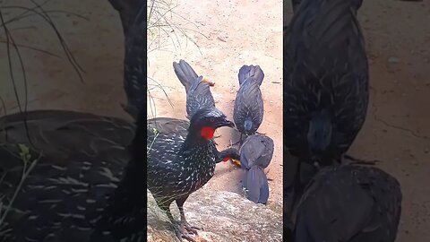 Jacu e seus filhotes com fome em cima da pedra