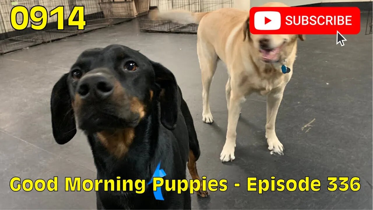 [0914] GOOD MORNING PUPPIES - EPISODE 336 [#dogs #doggos #doggos #puppies #dogdaycare]