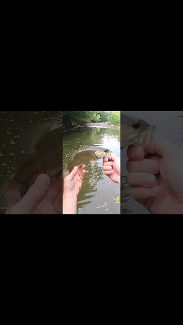 Smallmouth bass living under an historic covered bridge! (Cast Cray SquareBilly)