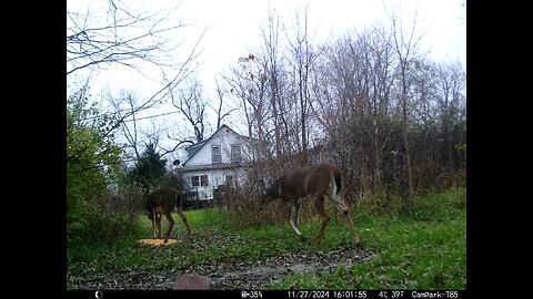 Deer Cam 11-27-2024 Deer in Brush