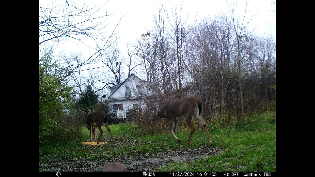 Deer Cam 11-27-2024 Deer in Brush