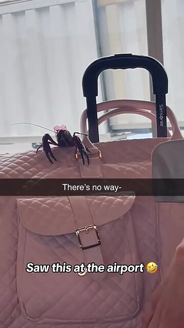 Looks like mama brought daddy an in-flight snacky-poo. 🦞 🔥 🤤