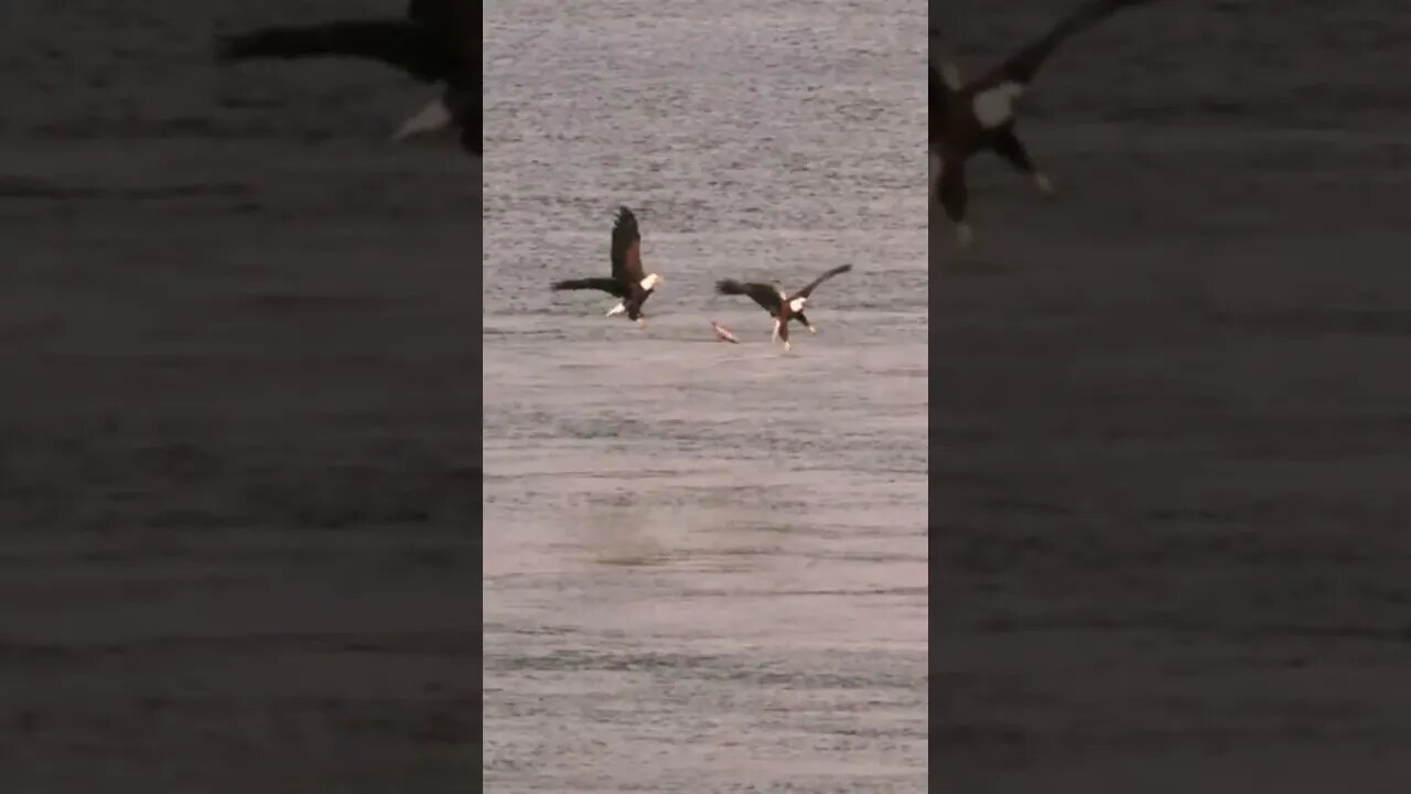 The One That Got Away!
