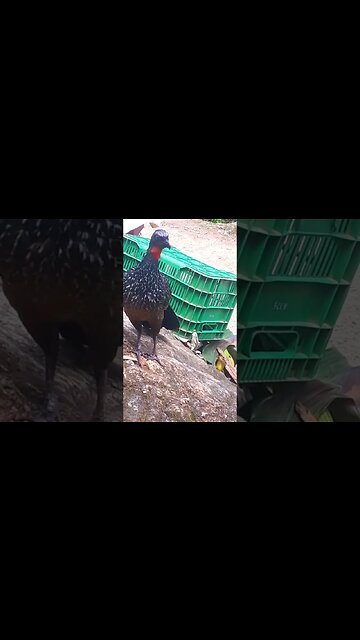 JACU E SEUS FILHOTES Jacuaçu e seus filhotes