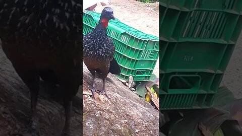 JACU E SEUS FILHOTES Jacuaçu e seus filhotes